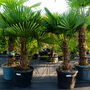 Trachycarpus Fortunei (Palma konopná) kont. C55L, výška kmeňa: 50-60 cm, celková výška: 140-160 cm (-17°C)